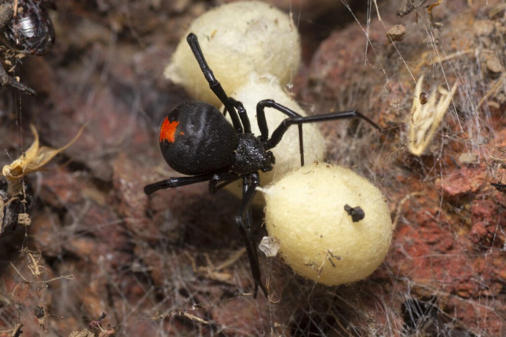 Top 3 Most Dangerous Spiders in