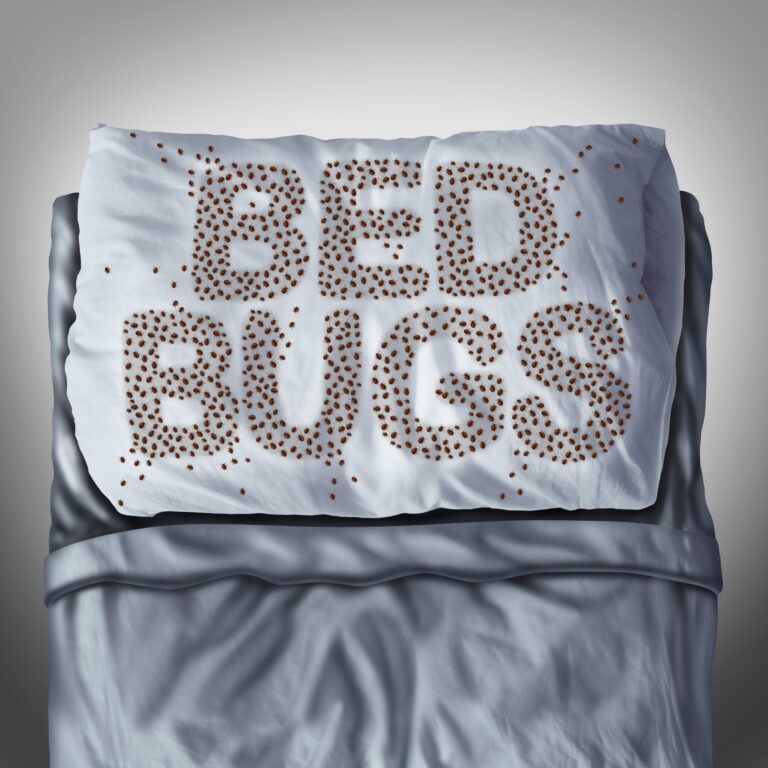 bed bugs on pillow