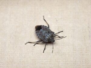 brown marmorated stink bug insect animal