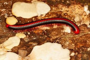 red spined millipede, xenobolus carnifex, coorg, karnataka, india