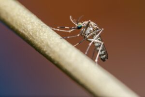 mosquito close up photo on a branch