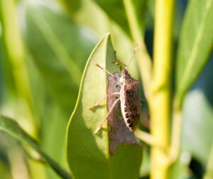 stink bug eating leaf