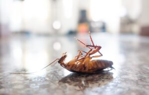 dead cockroach on floor
