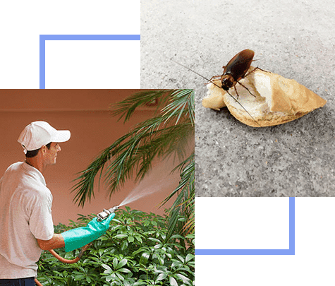 Pest Control Services Winder GA | PestForce