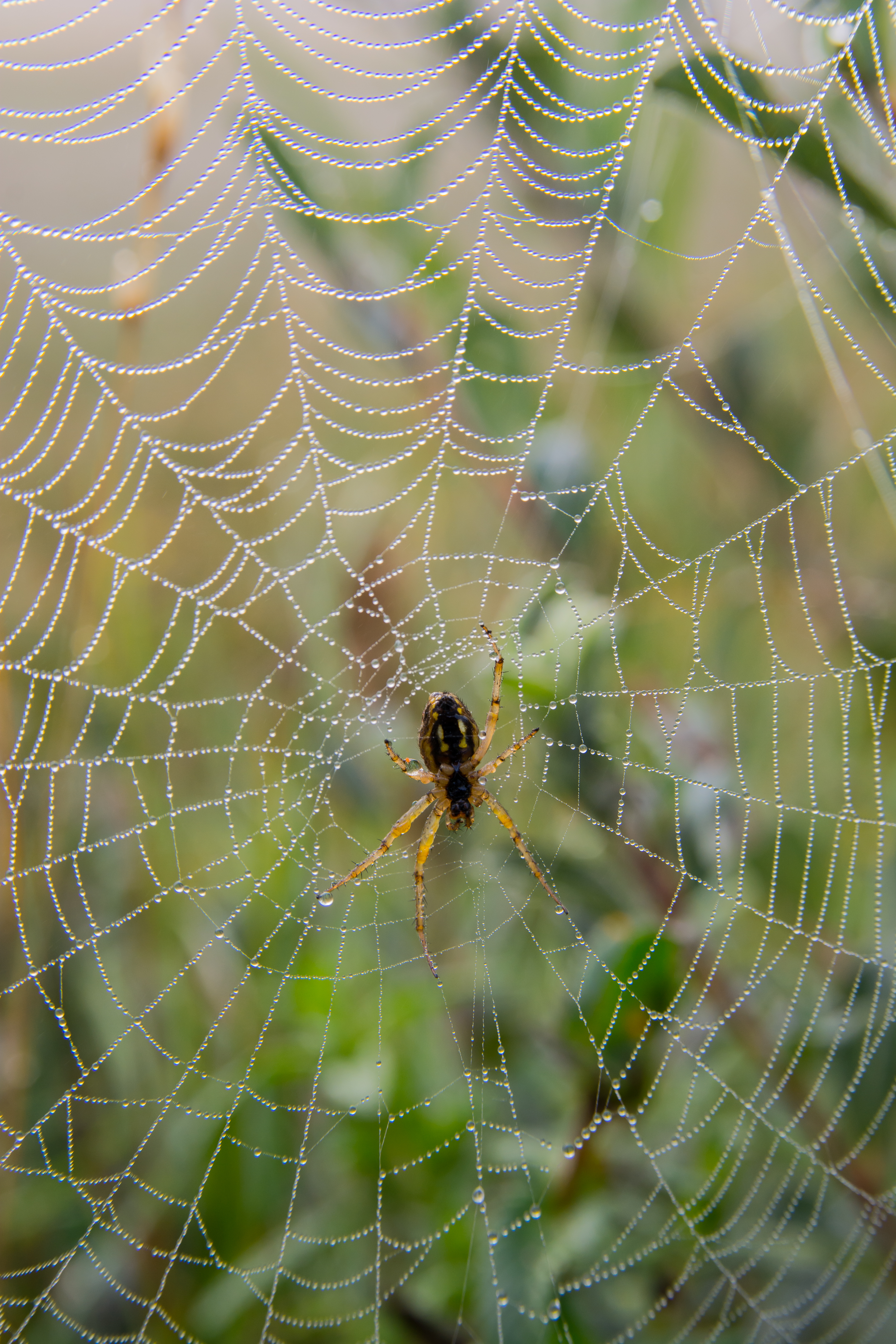 spiderweb with dew in the morning pest force