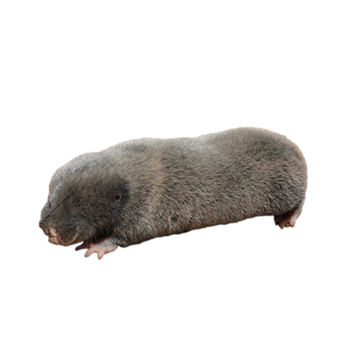 Anatolian Blind Mole-Rat