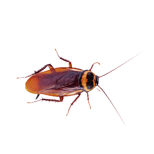 Australian Cockroach