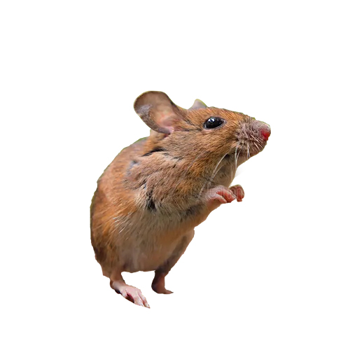 Ciscaucasian Hamster mouse