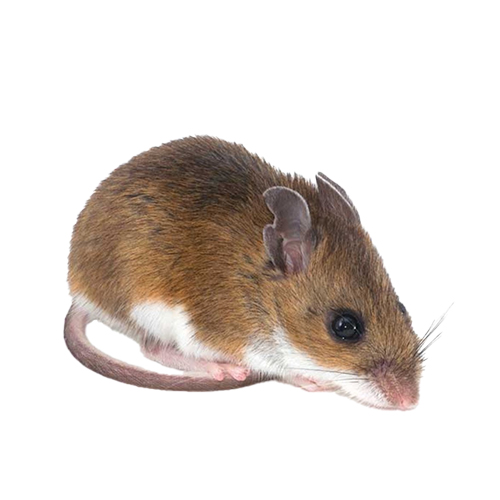 Deer Mouse