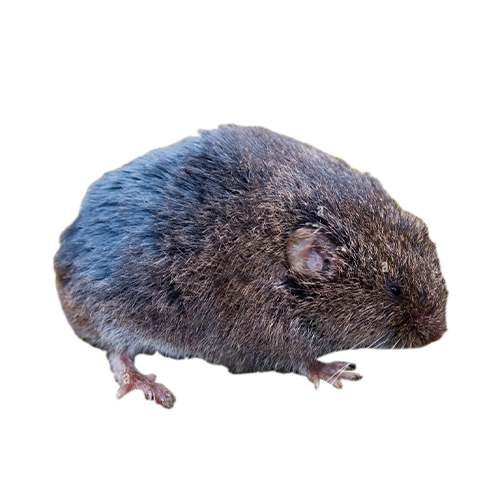 Majors Pine Vole