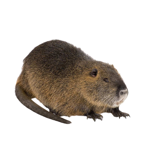 Muskrat