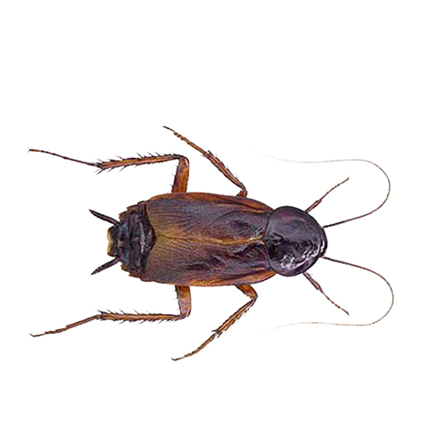 Oriental Cockroach