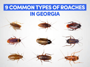 Roaches in Georgia