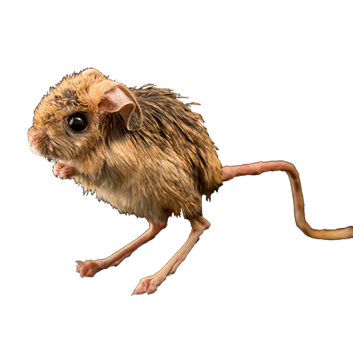 Small Five-Toed Jerboa mouse