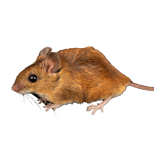 Ural Field Mouse