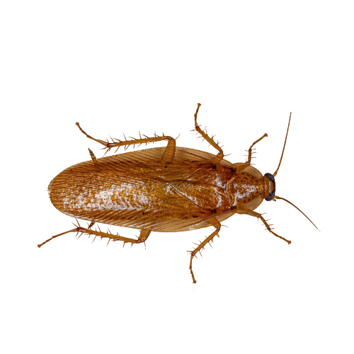 Wood Cockroach