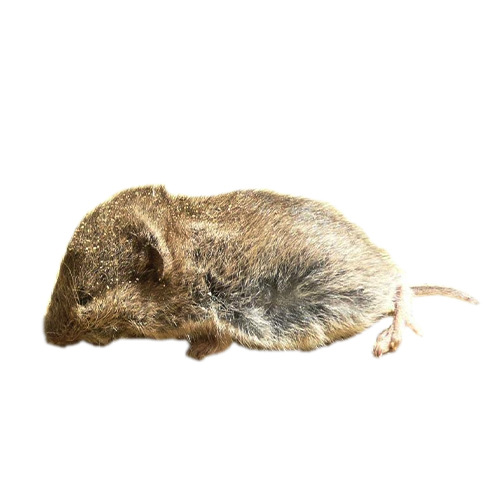 daghestan pine vole mouse