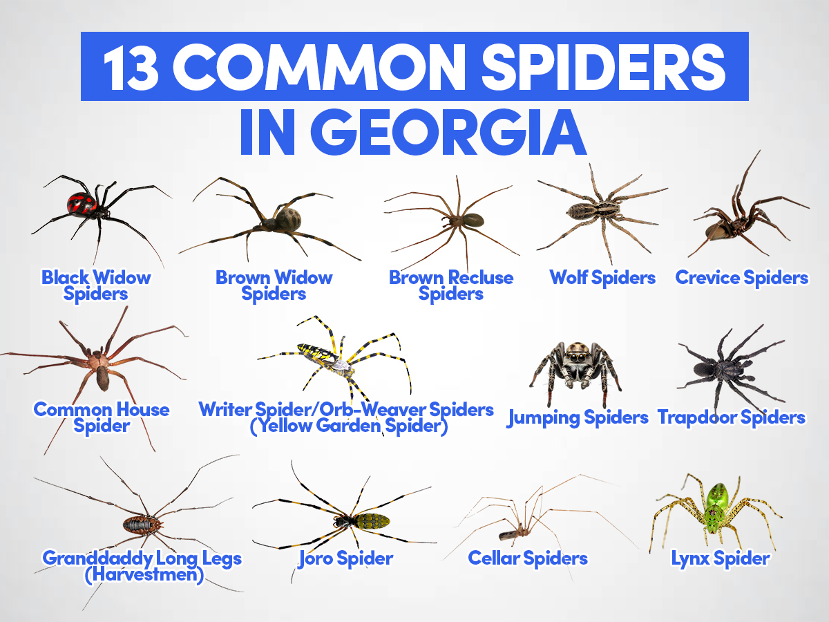 13 Common Spiders in Georgia