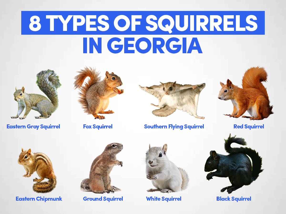 Different Types Of Squirrels In Colorado Different Types Of Squirrels In Colorado