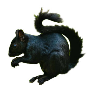 Black Squirrel