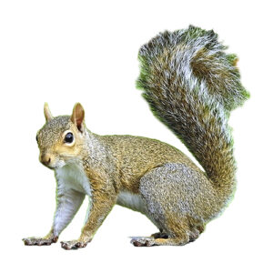 Eastern Gray Squirrel