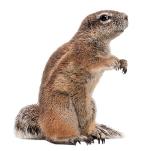 Ground Squirrel 