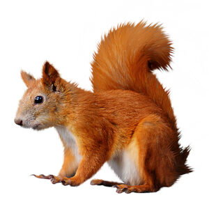 Red Squirrel