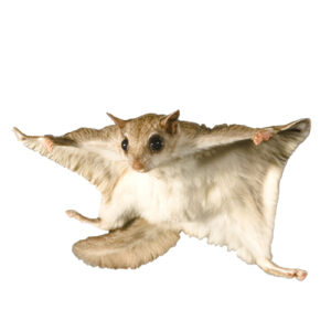 Southern Flying Squirrel