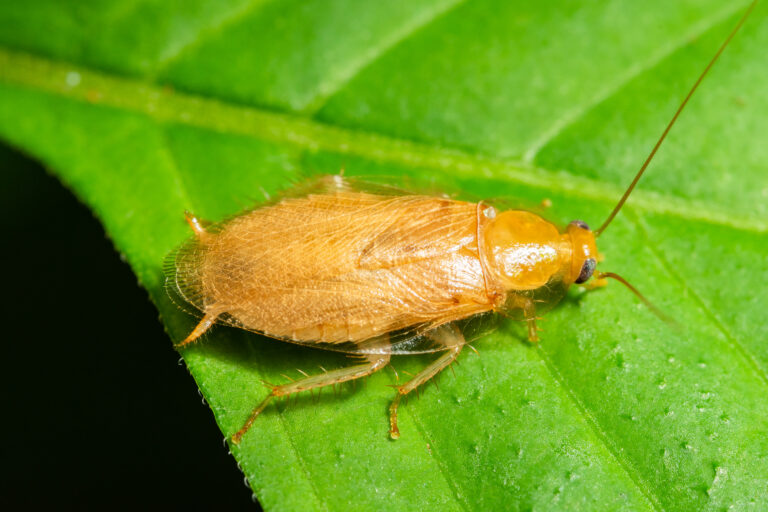 palmetto bugs cockroaches pest force georgia