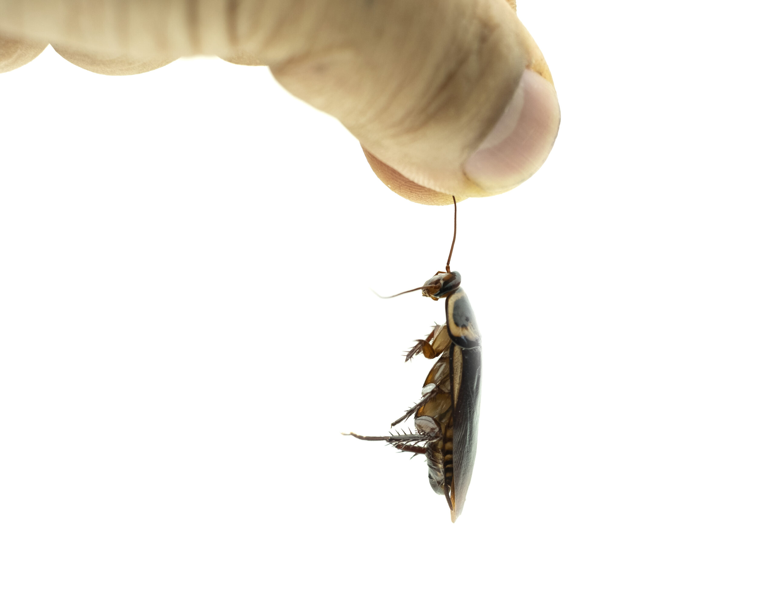 palmetto bugs in georgia pest force