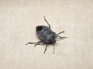 Stink Bugs: Why Fall Means More, What to Do, and Why It Matters pest force georgia