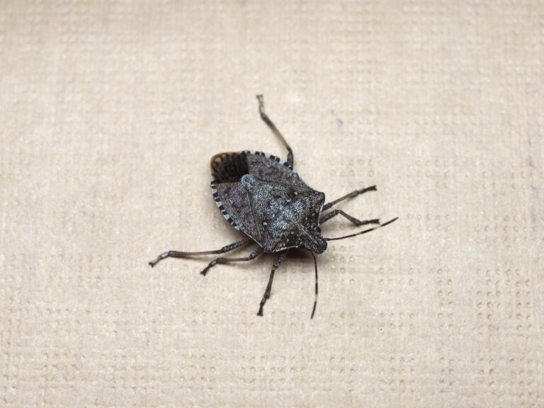 Stink Bugs: Why Fall Means More, What to Do, and Why It Matters pest force georgia