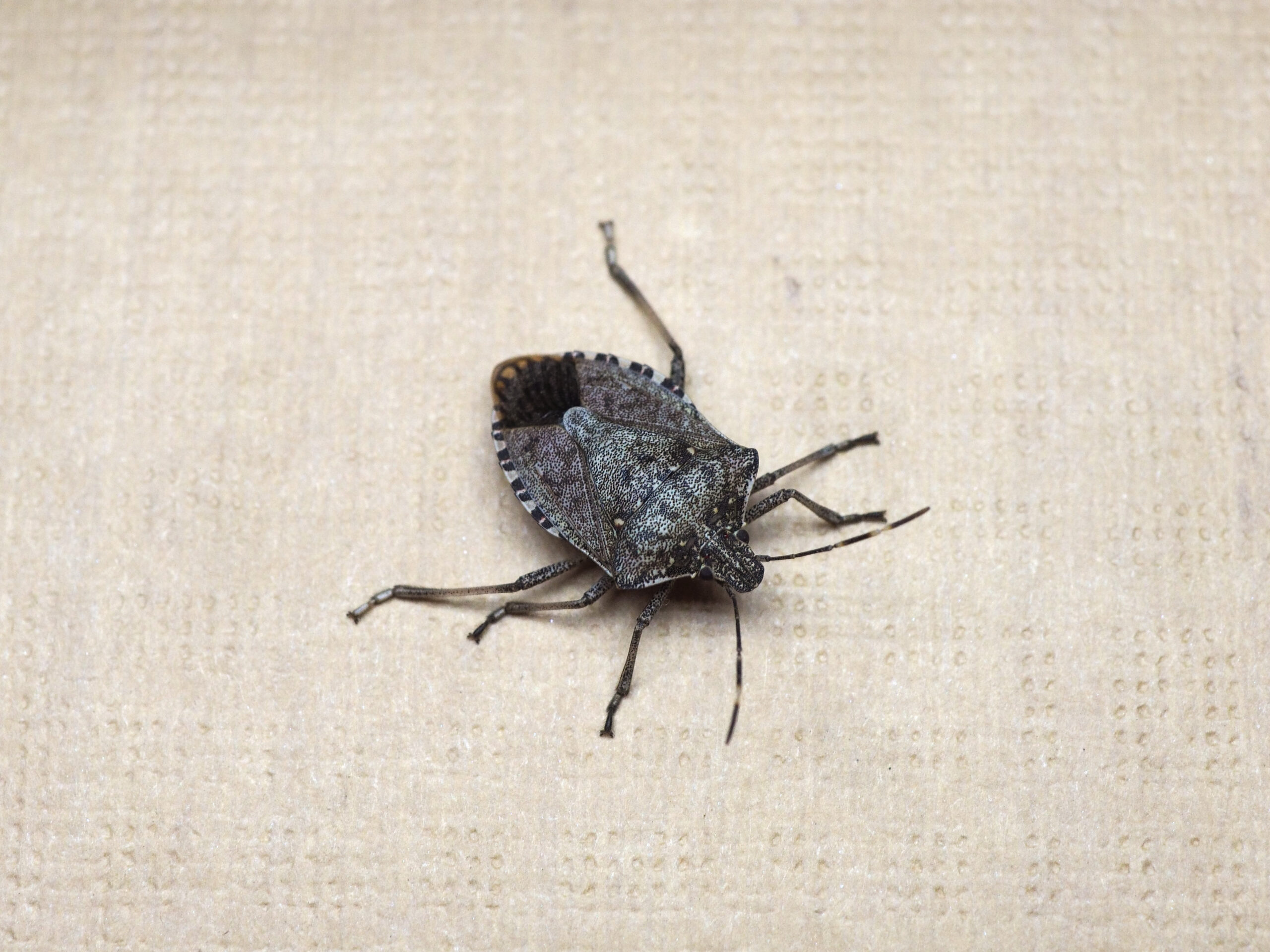 Stink Bugs: Why Fall Means More, What to Do, and Why It Matters pest force georgia
