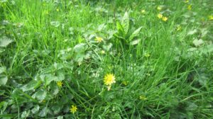 fall turf management pest force