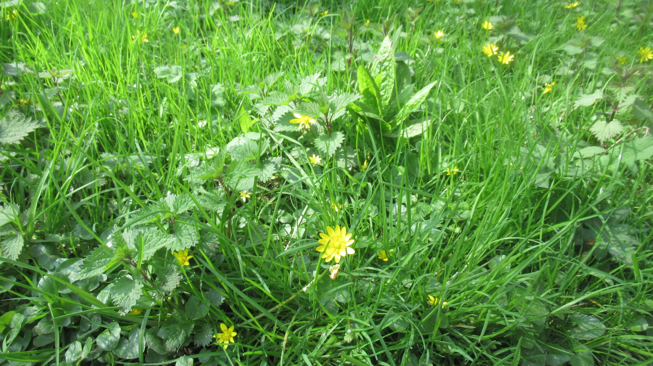 fall turf management pest force