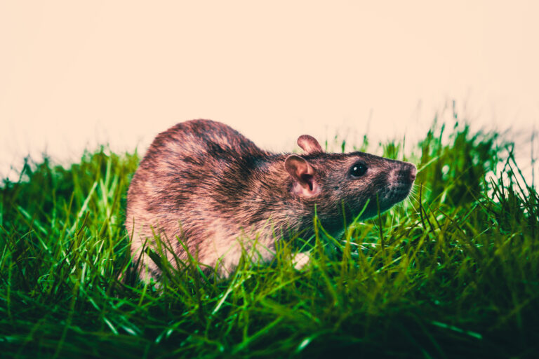 rodent control in georgia pest force