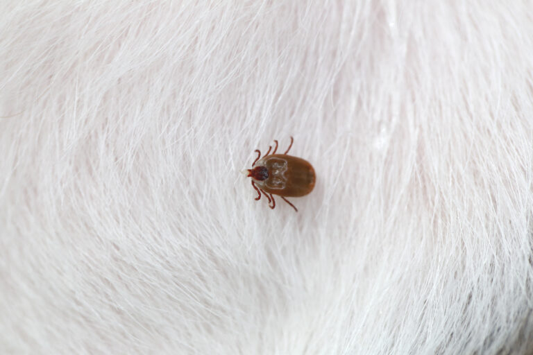 4 Essential Spring Pest Control Tips Every Homeowner Needs pest force georgia