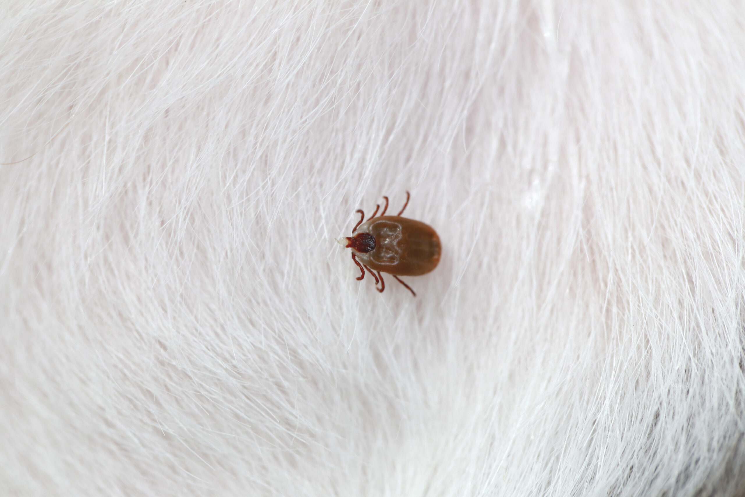 4 Essential Spring Pest Control Tips Every Homeowner Needs pest force georgia