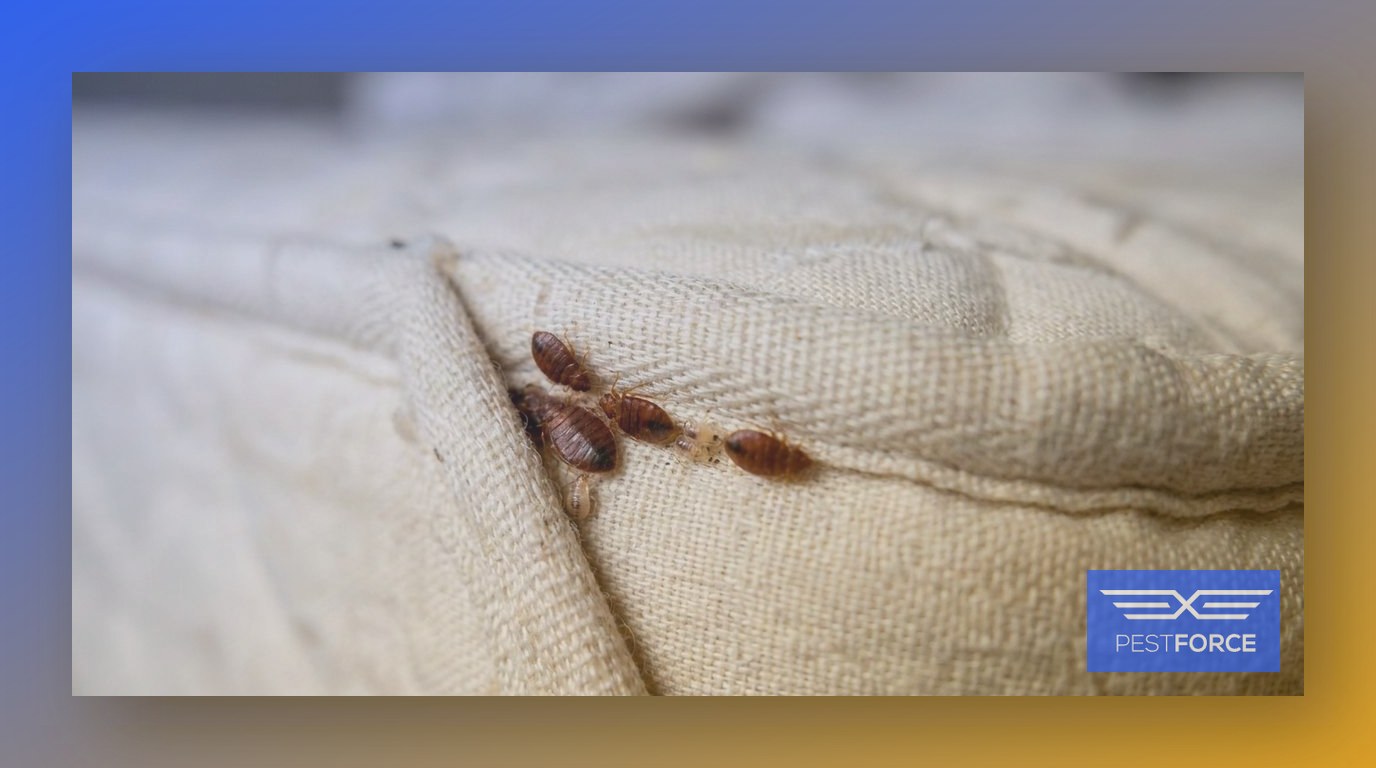 Bed bugs and nymphs clustered in the folds of a mattress seam.