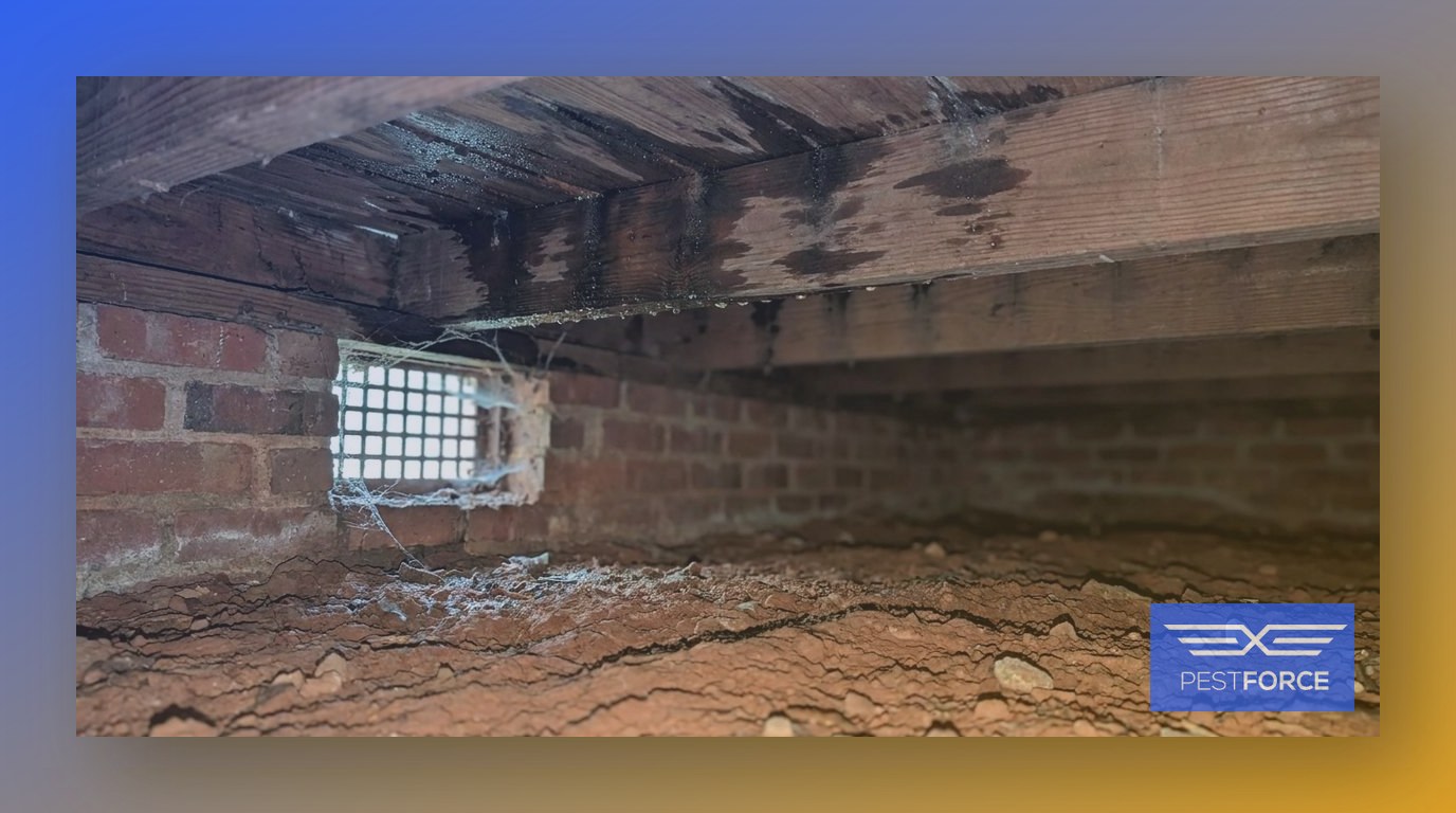 The damp crawl space beneath a Georgia pier-and-beam home with moisture-laden joists and red-clay soil.